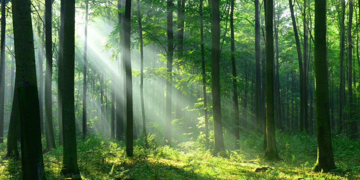2050 de Noël à la béatitude, la révolution des arbres