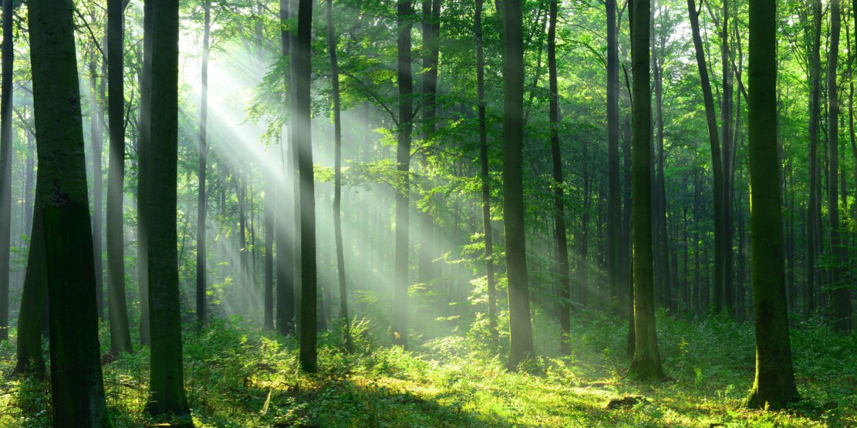 2050 de Noël à la béatitude, la révolution des arbres