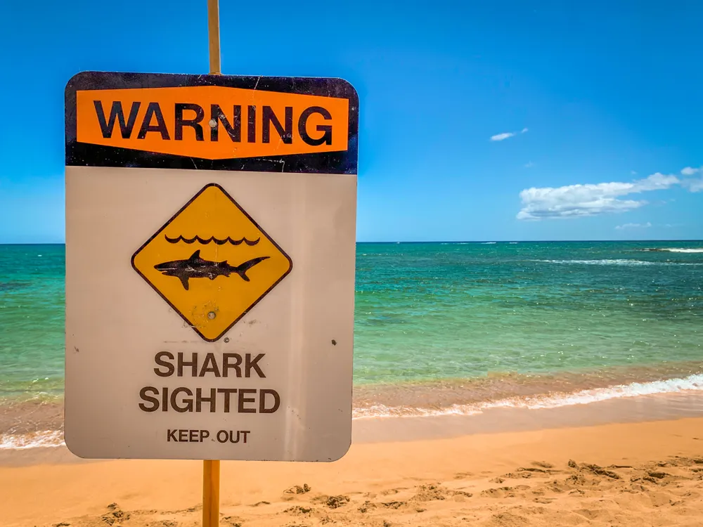 Attaque de requin tigre à Hawaï : "J'ai Dieu dans ma vie, et j'ai beaucoup de foi, à aucun moment je n'ai pensé que j'allais mourir"