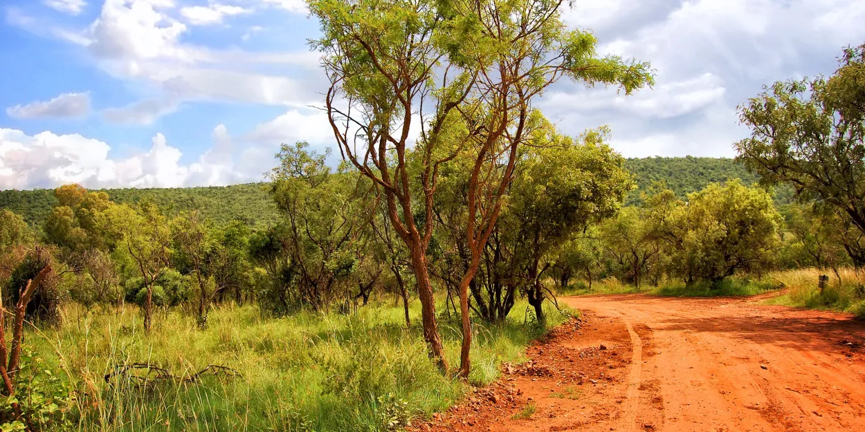 Au Nigeria, les évêques vont planter 5,5 millions d'arbres pour atténuer les effets du changement climatique