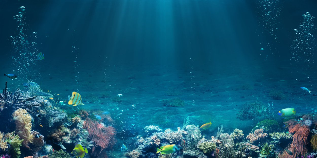 Entre apetitos extractivos y biodiversidad, el futuro de los fondos marinos en el centro de las tensiones