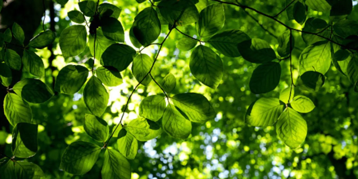 Entre foi et écologie la symbolique des arbres dans la Bible exploré dans une émission sur Présence Protestante