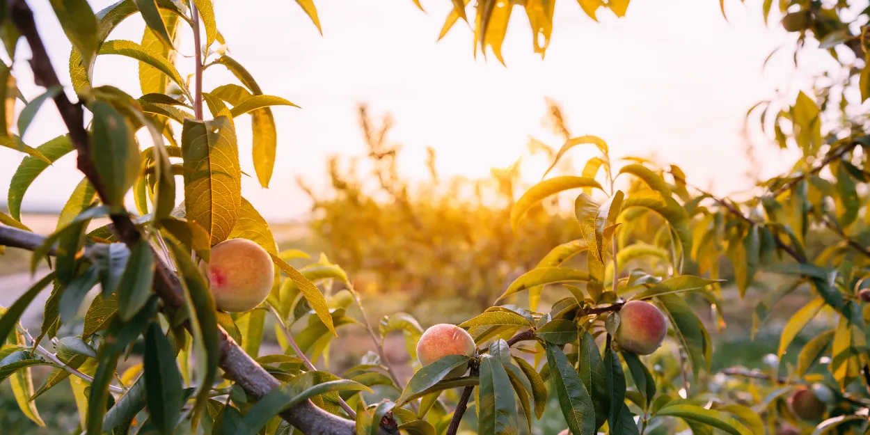 appelle_porter_fruit_presenciel