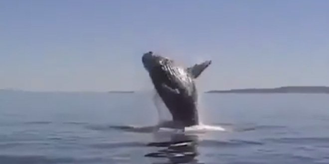 salva-baleia.jpg