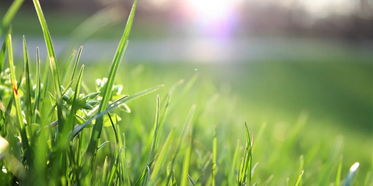 ce_que_depose_toi_cherche_naitre_presenciel