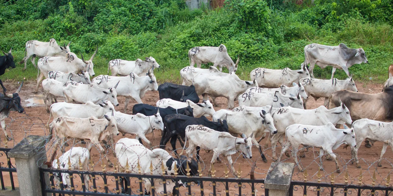 combats_nigeria_contraignent_convertis_chretiens_exil