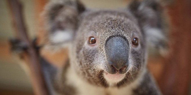 koala.jpg