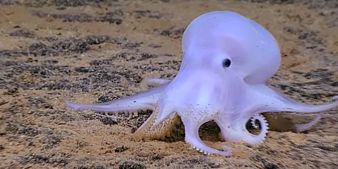 octopus.jpg