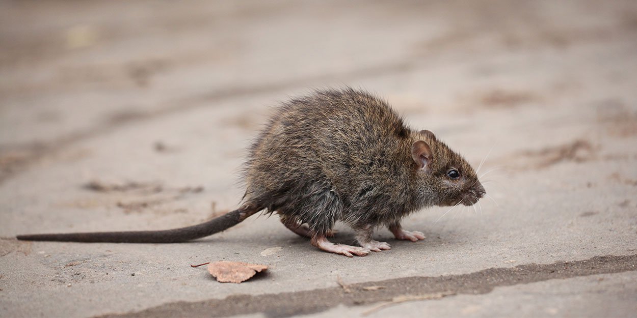 rat.jpg