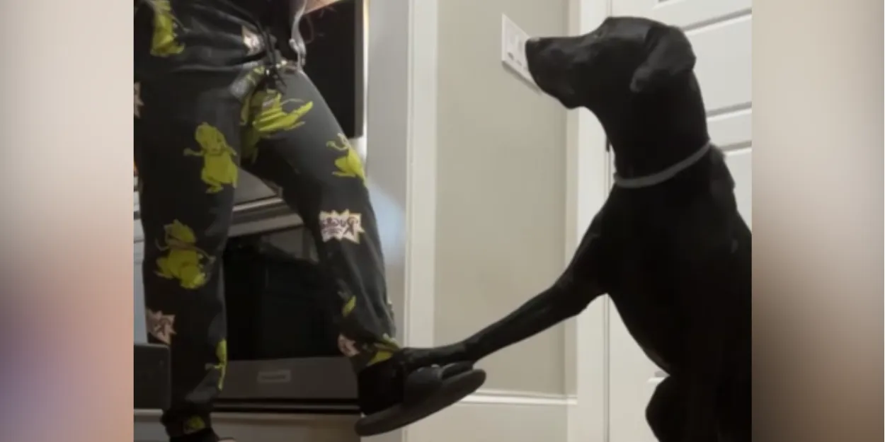 tiktok_decouvrez_bud_chien_attend_priere_maitresse_avant_manger