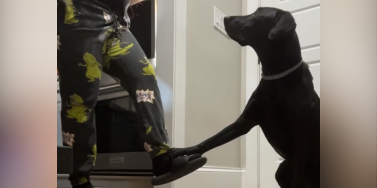 tiktok_decouvrez_bud_chien_attend_priere_maitresse_avant_manger